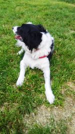 High angle view of dog on field