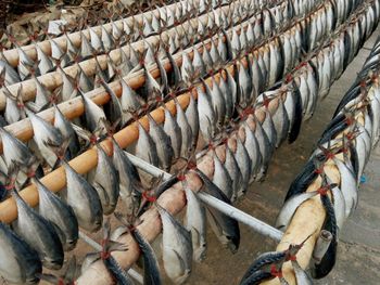 High angle view of fish for sale in market