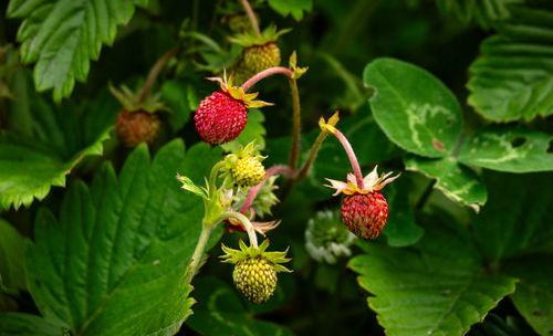 plant part