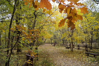 Autumn trees in a forest