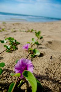 Close-up of purple flowers