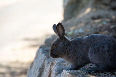 Close-up of rabbit