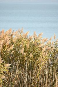 Close-up of plants at beach against sky