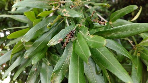 Close-up of insect on plant