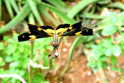 Close-up of butterfly pollinating on flower