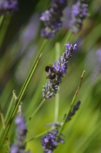 Close-up of insect on purple flowering plant