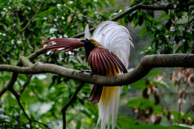 Close-up of bird perching on branch