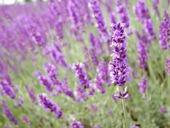 Close-up of lavender blooming on field