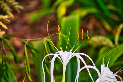 Close-up of flowering plant