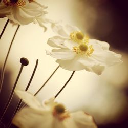 Close-up of white flower