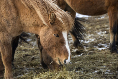 Herd of icelandic horses in wintertime