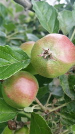 Close-up of fruit growing on tree