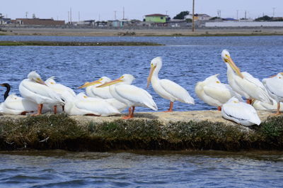 Swans and ducks on lake