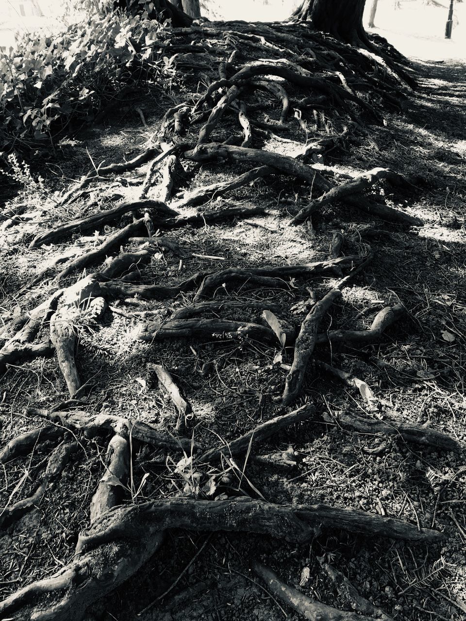 HIGH ANGLE VIEW OF ROOTS ON FIELD