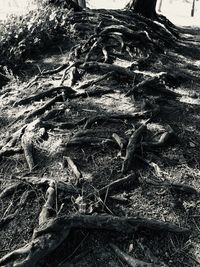 High angle view of tree roots on field