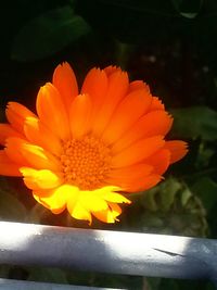 Close-up of yellow flower blooming outdoors