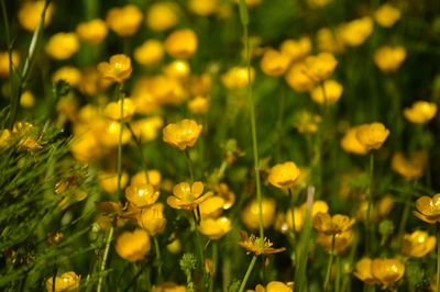 Close-up of yellow flowering plants on field