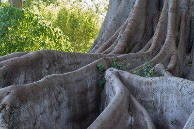 Low angle view of rocks against trees