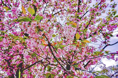 Low angle view of pink cherry blossoms in spring