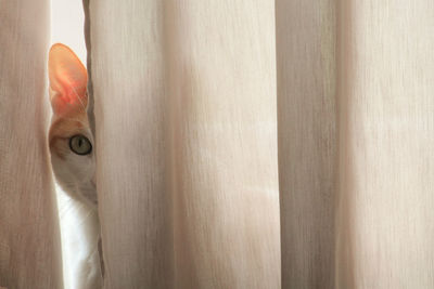 Portrait of cat hiding by curtains at home