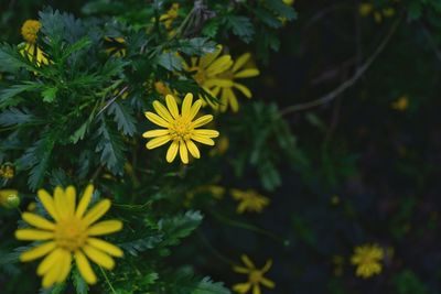 Close-up of yellow flowers blooming outdoors