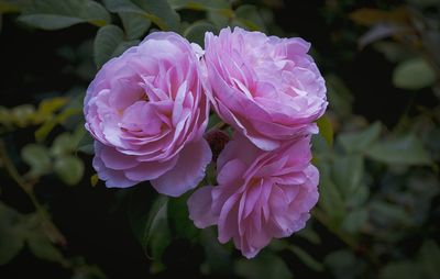 Close-up of wet pink flower