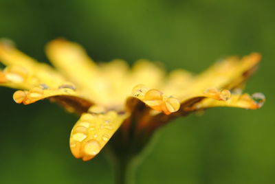 Close-up of raindrops on yellow flowering plant