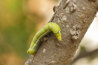 Close-up of green caterpillars on natural trees.