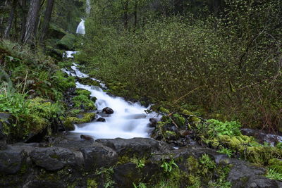 Stream flowing through rocks in forest