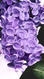 Close-up of purple hydrangea flowers