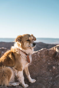 Dog looking away on rock on mountain against clear sky