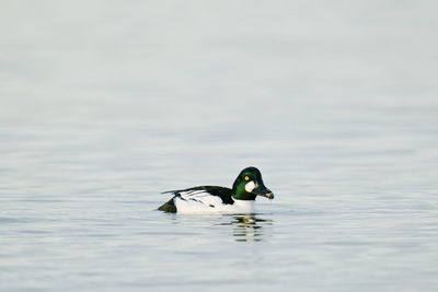 Bird swimming in lake