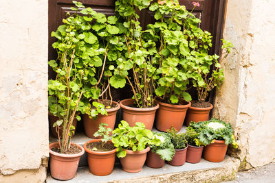 Potted plants in yard