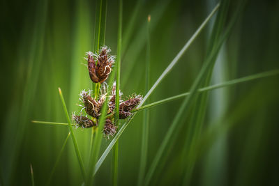 Close-up of dry flower 