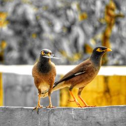 Close-up of bird perching outdoors