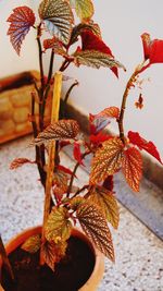 Close-up of red flowering plant