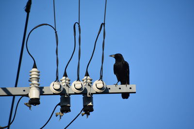 Low angle view of bird perching on cable against clear blue sky