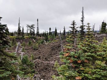 Plants growing on land against sky