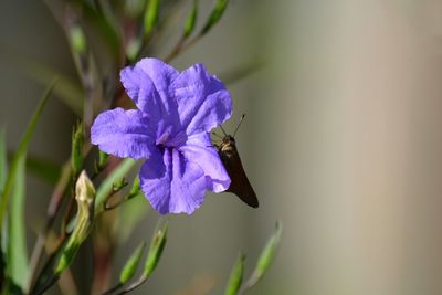 Close-up of insect on purple flower