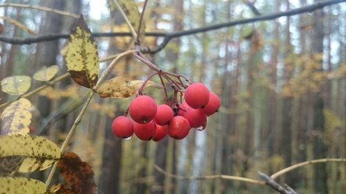 Close-up of cherries hanging on tree