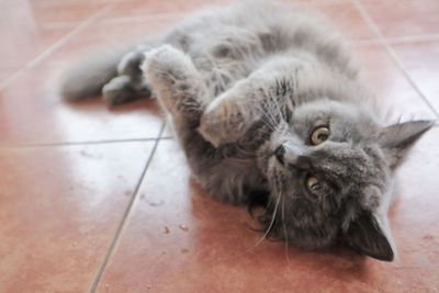 Close-up of cat relaxing on tiled floor