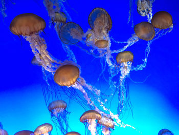 jellyfish