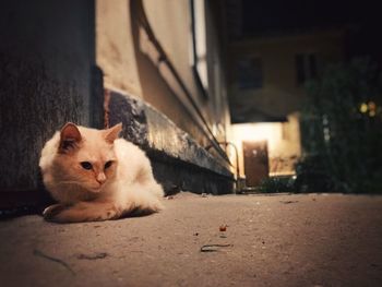 Portrait of cat sitting outdoors