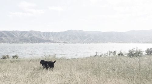 Dog on field by lake against sky