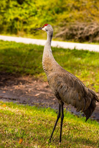 Side view of a bird on field