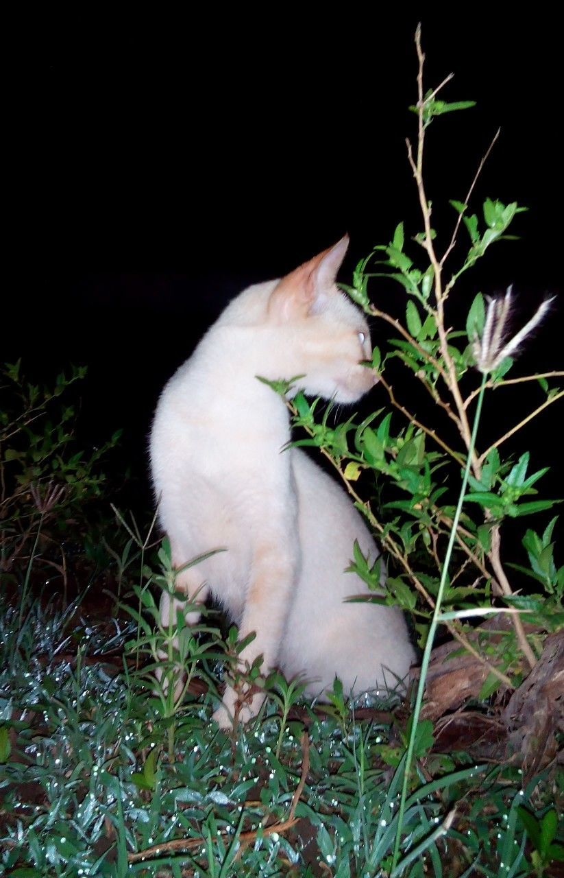 one animal, animal themes, plant, growth, grass, leaf, mammal, pets, close-up, nature, domestic animals, night, field, domestic cat, no people, outdoors, white color, green color, high angle view