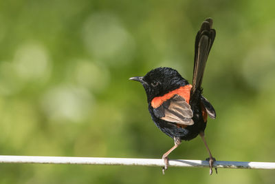 Close-up of bird perching on railing