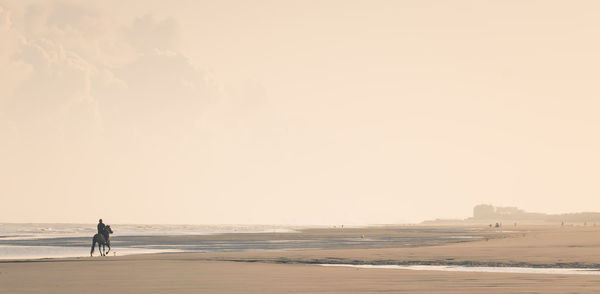 Person on a horse alone on a huge beach in belgium along the north sea