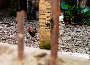 View of birds perching