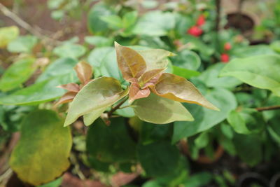 Close-up of plant